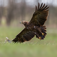 Long, broad wings with square tips