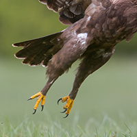 Legs covered in feathers up to fingers