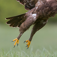 Legs covered in feathers up to fingers 