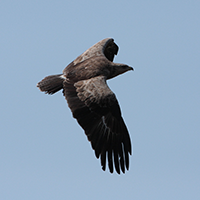 Sours and glides with wings held horizontally, but with slightly  downward bent wing tips 