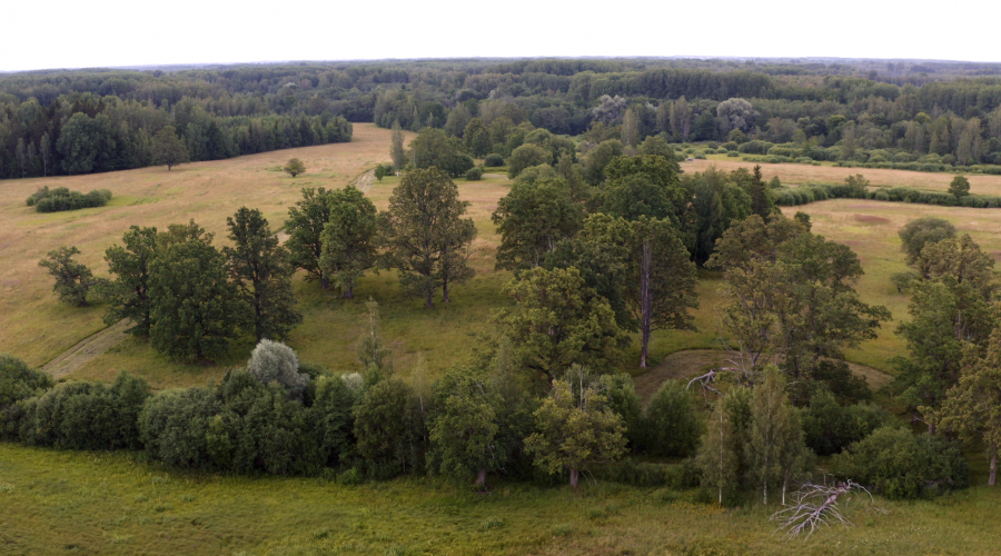 Tapusi dokumentāla dabas filma “Mazie ērgļi Latvijā”