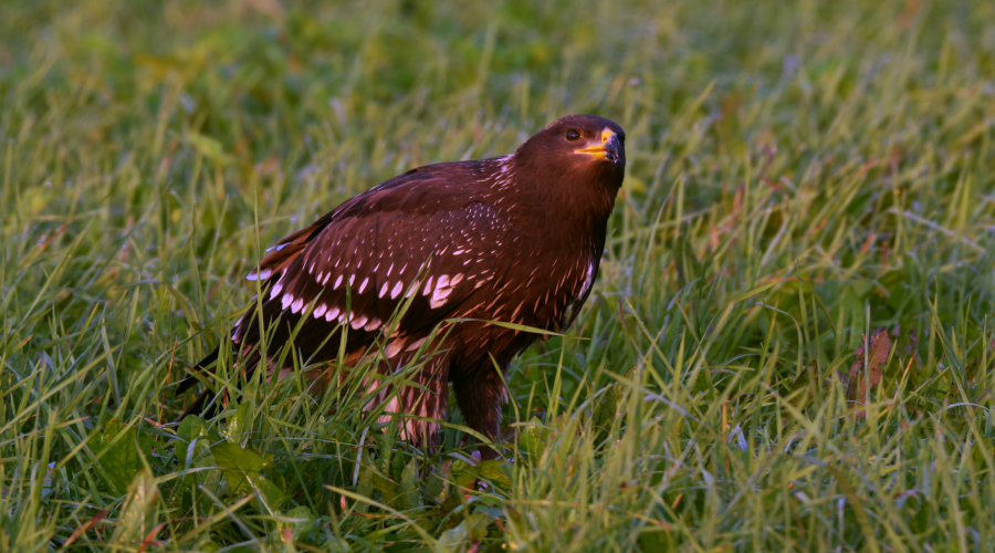 Nature Documentary ‘Lesser Spotted Eagles in Latvia’ Has Been Filmed