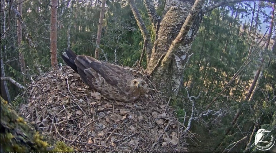 Webcam broadcasts 2019 from Lesser spotted eagle nests on air