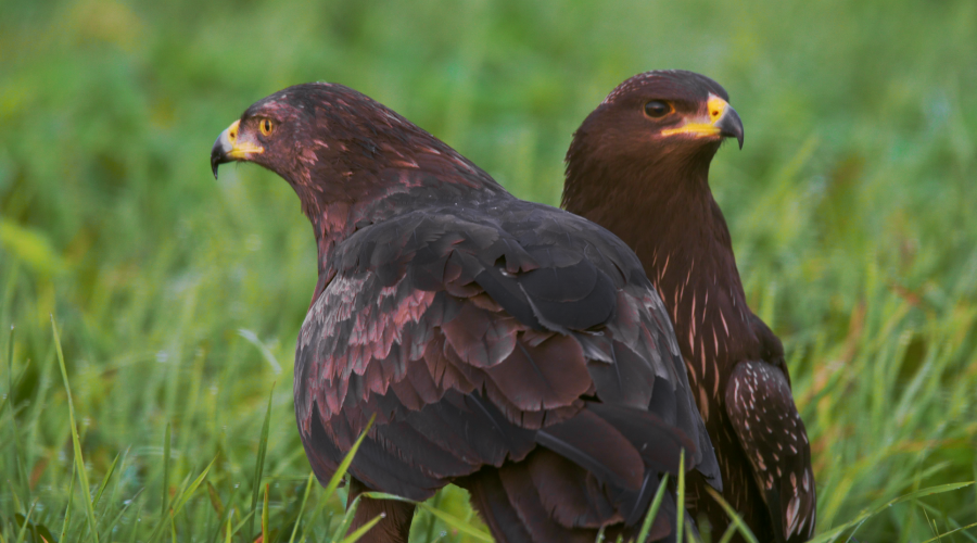 Project LIFE AQPOM completed - significant work for protection of lesser spotted eagle has been done